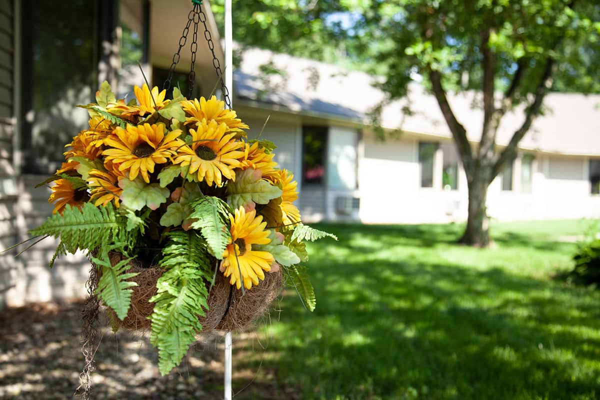 Rose Garden hanging flower basket sunflowers